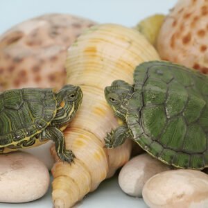 Home red ear slider turtle pair – 2 live pet turtles for aquarium