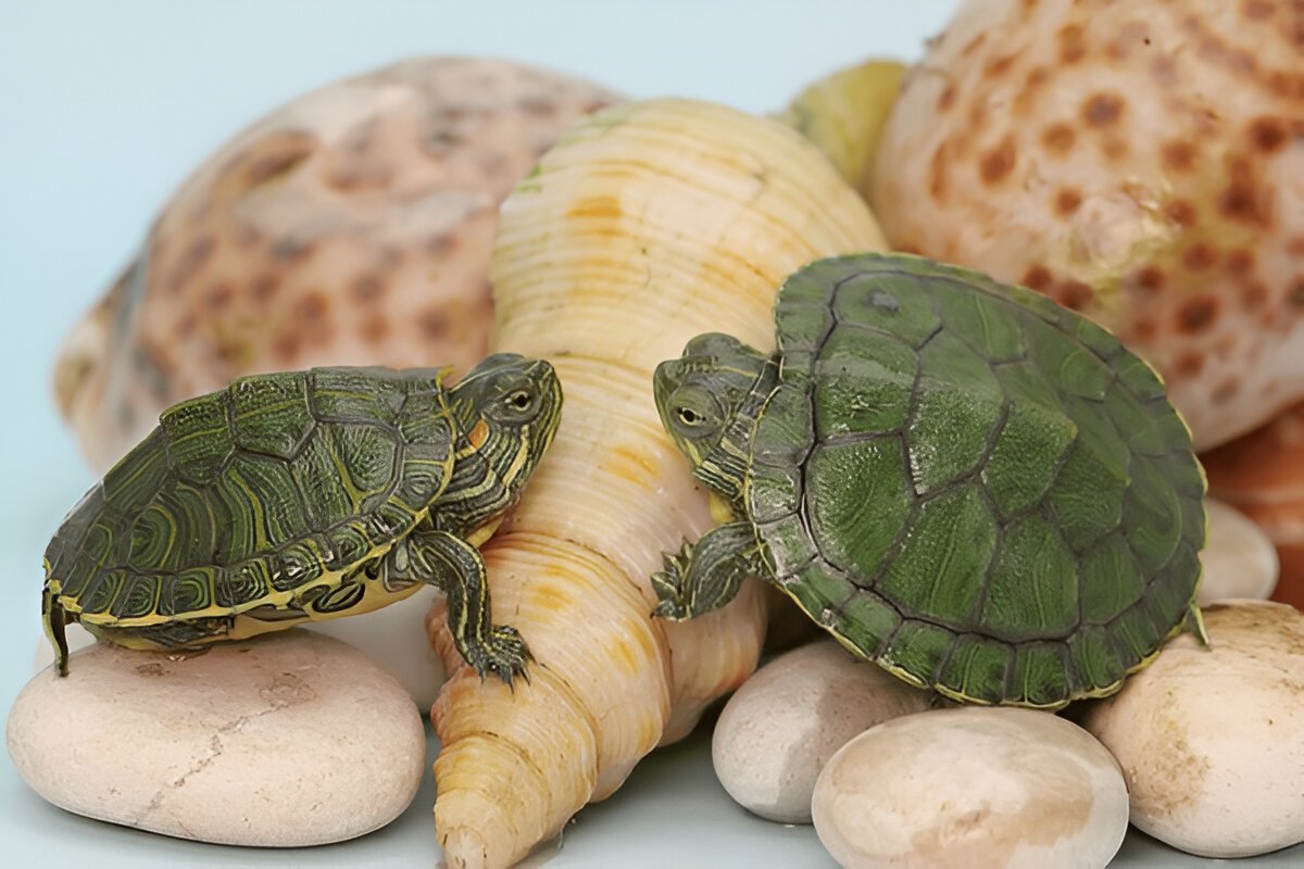 red ear slider turtle pair – 2 live pet turtles for aquarium red ear slider turtle pair – 2 live pet turtles for aquarium