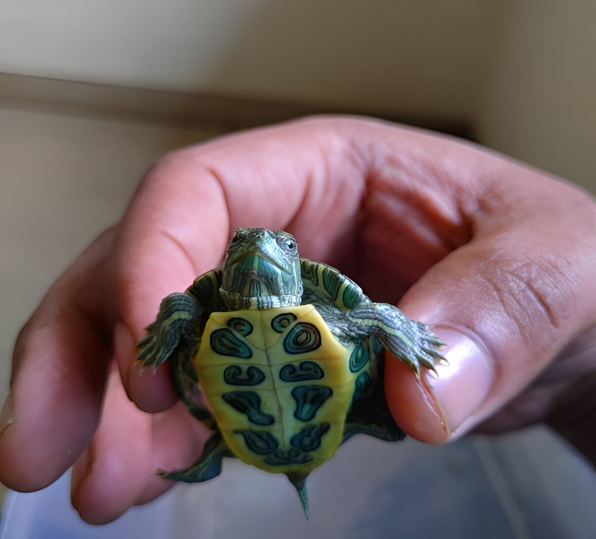 red ear slider turtle – live pet for aquarium (single) red ear slider turtle – live pet for aquarium (single)