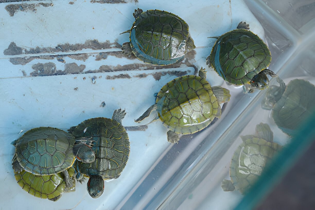 red ear slider turtle – live pet for aquarium (single) red ear slider turtle – live pet for aquarium (single)