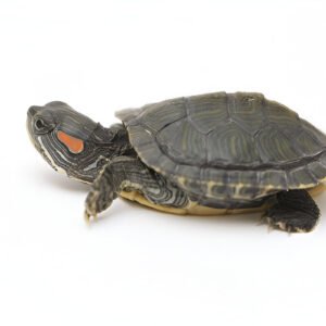 Home red ear slider turtle – live pet for aquarium (single)