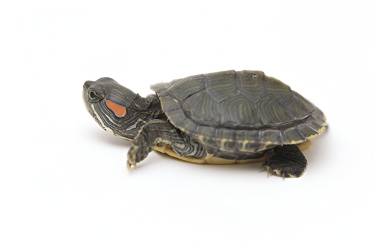 red ear slider turtle – live pet for aquarium (single) red ear slider turtle – live pet for aquarium (single)