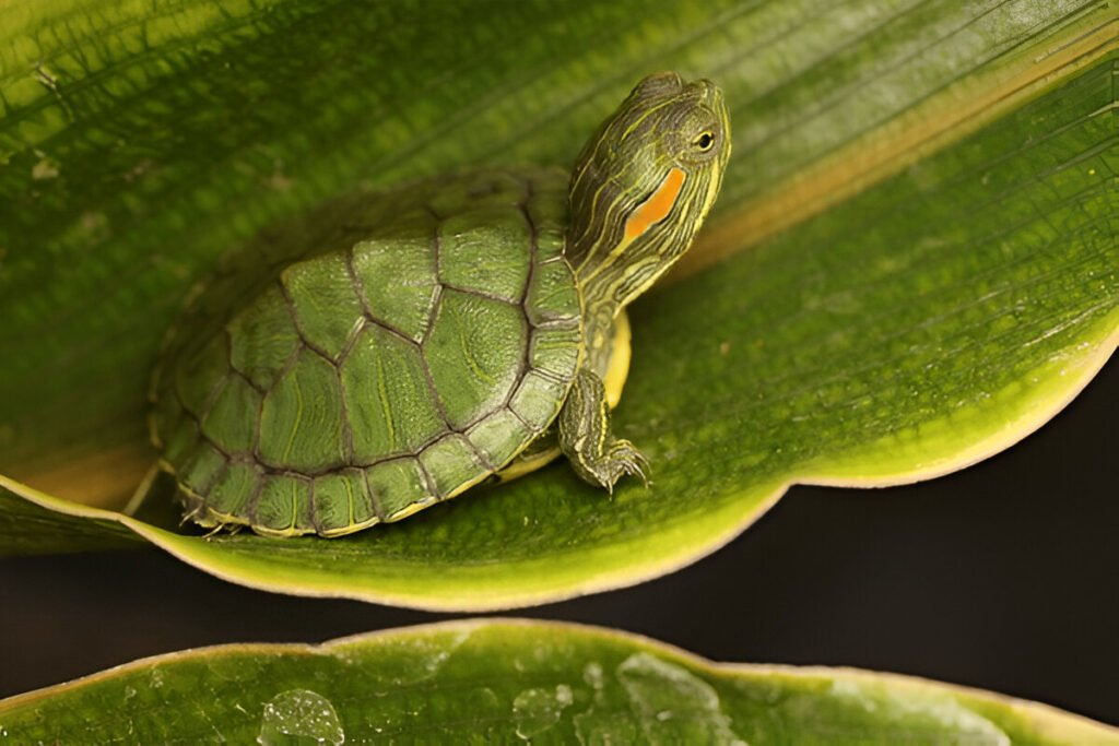 steptodown.com454838