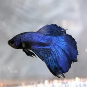 Home siamese fighting fish betta blue